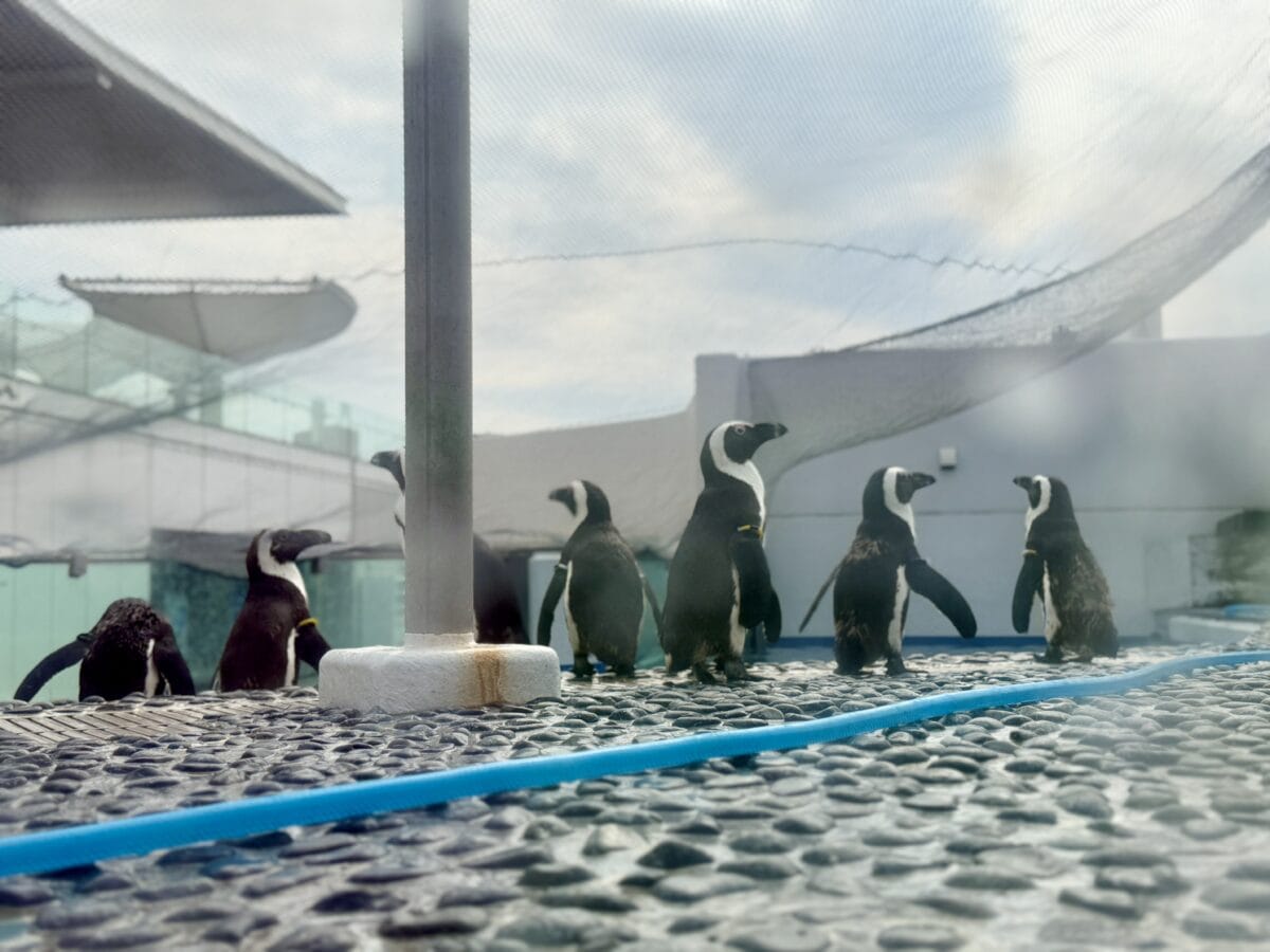 四国水族館 14