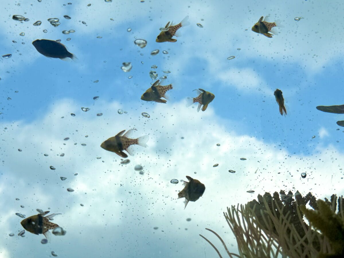 ゴールドタワー 01