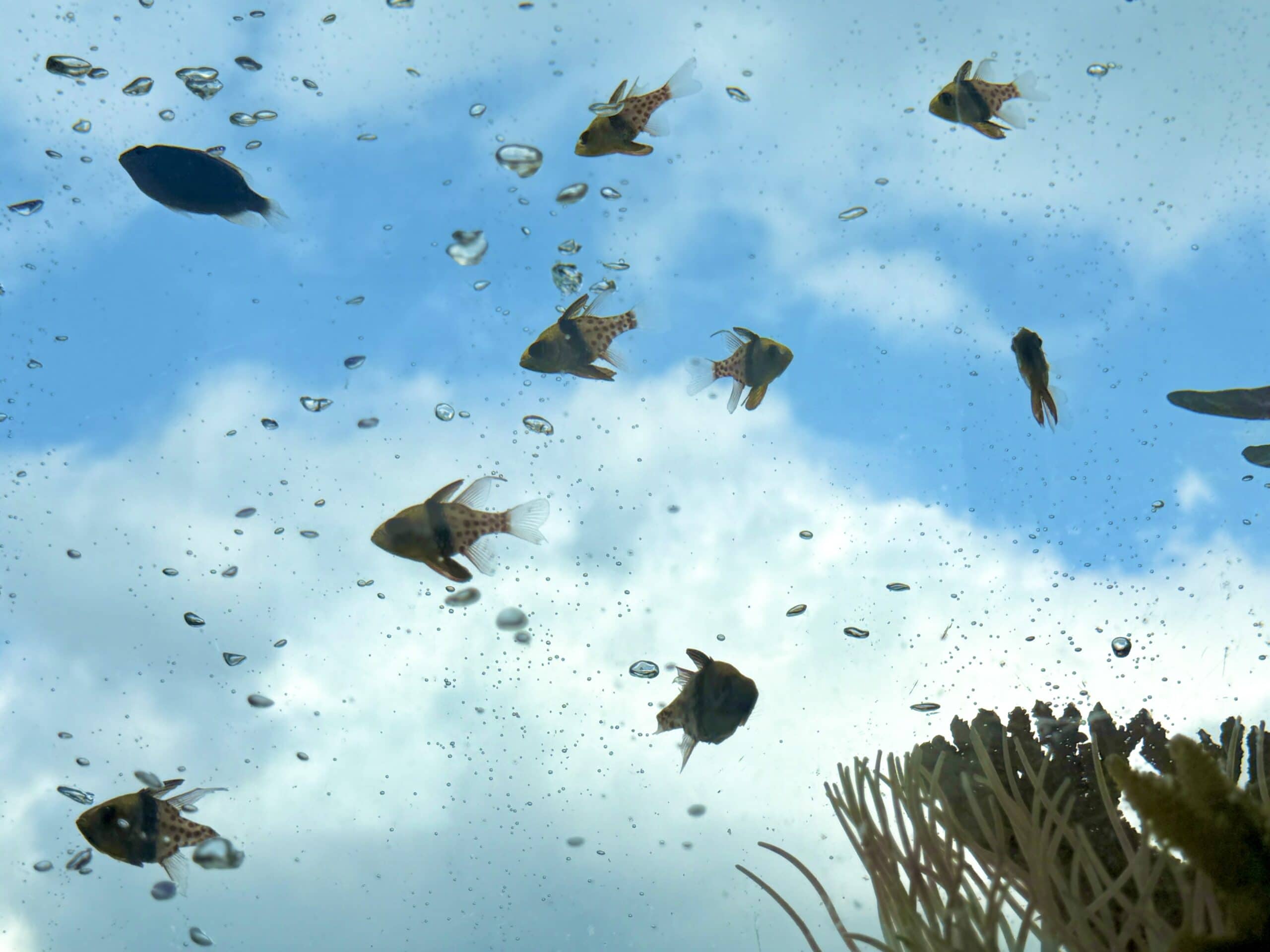 ゴールドタワー 01