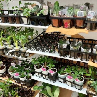 ダイソーの植物コーナー