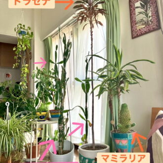 100均で購入したサボテンが、約10倍のサイズに!