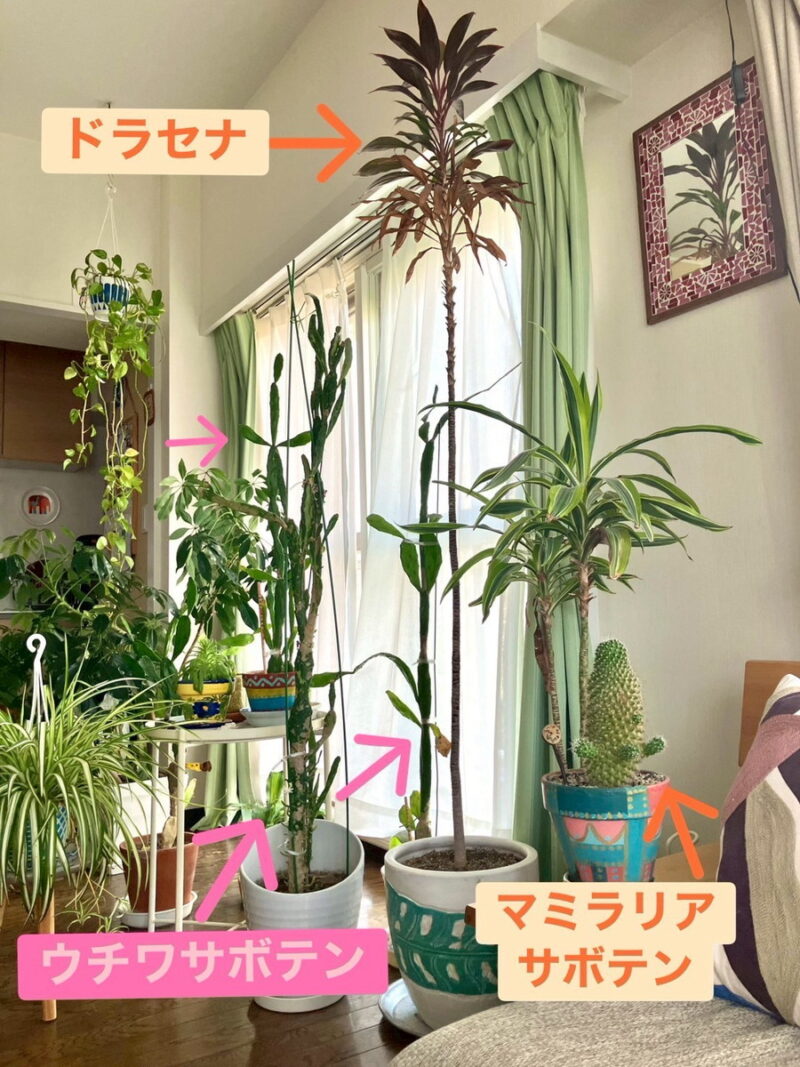 100均で購入したサボテンが、約10倍のサイズに!