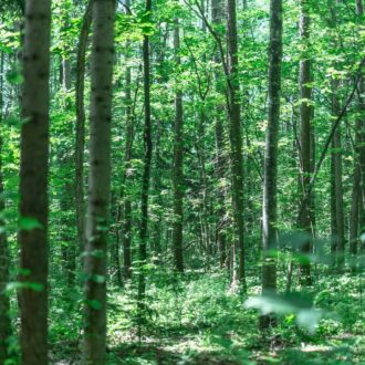 写真は、以前お邪魔した北海道の森。白樺の木立が涼しげ。