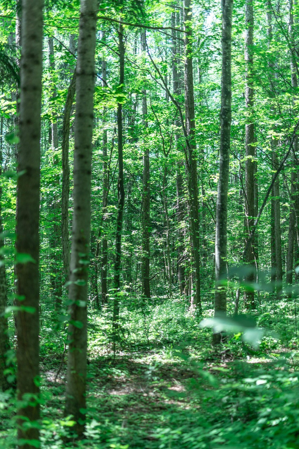 写真は、以前お邪魔した北海道の森。白樺の木立が涼しげ。