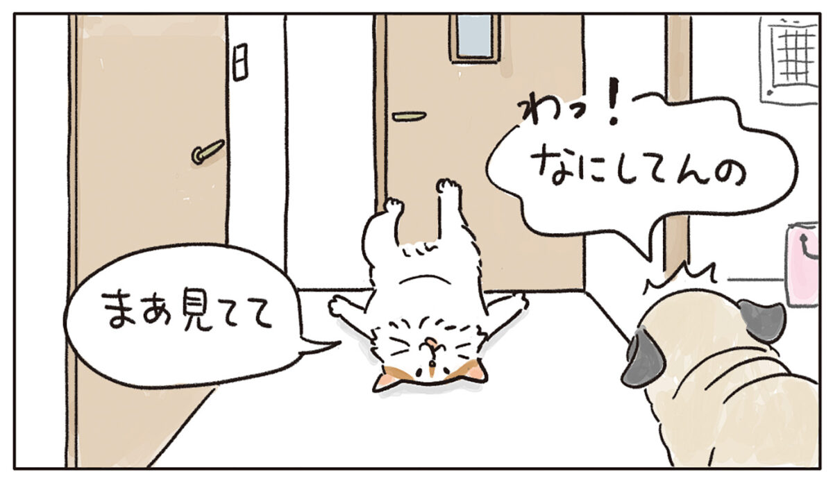 猫マンガ 液体？個体！「猫からのプチ挑戦状」