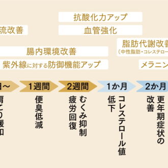 ブドウ種子由来プロアントシアニジンの摂取期間と体の変化