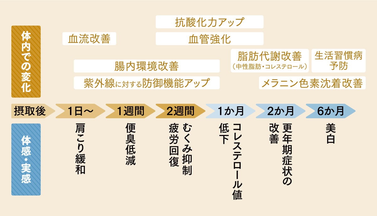 ブドウ種子由来プロアントシアニジンの摂取期間と体の変化