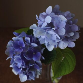 紫陽花は、茎を短めに切るとバランスよく飾れるように