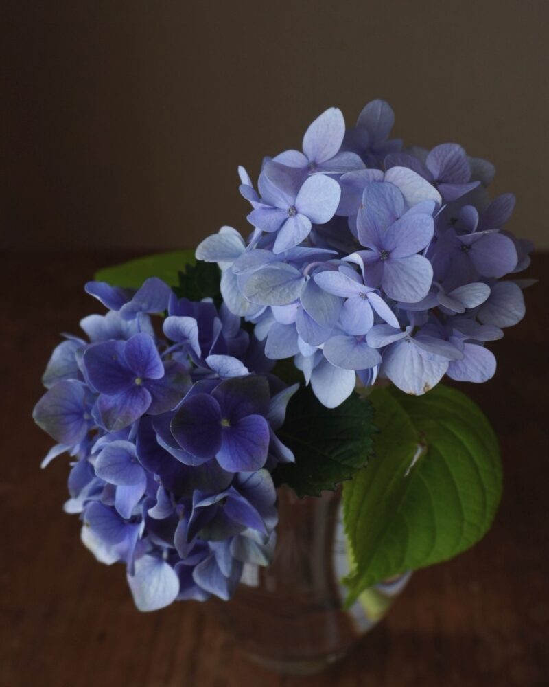 紫陽花は、茎を短めに切るとバランスよく飾れるように