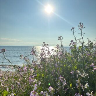 海辺に咲いている草花は力強くワイルド