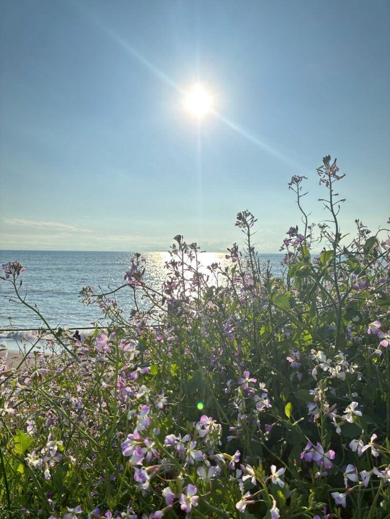 海辺に咲いている草花は力強くワイルド