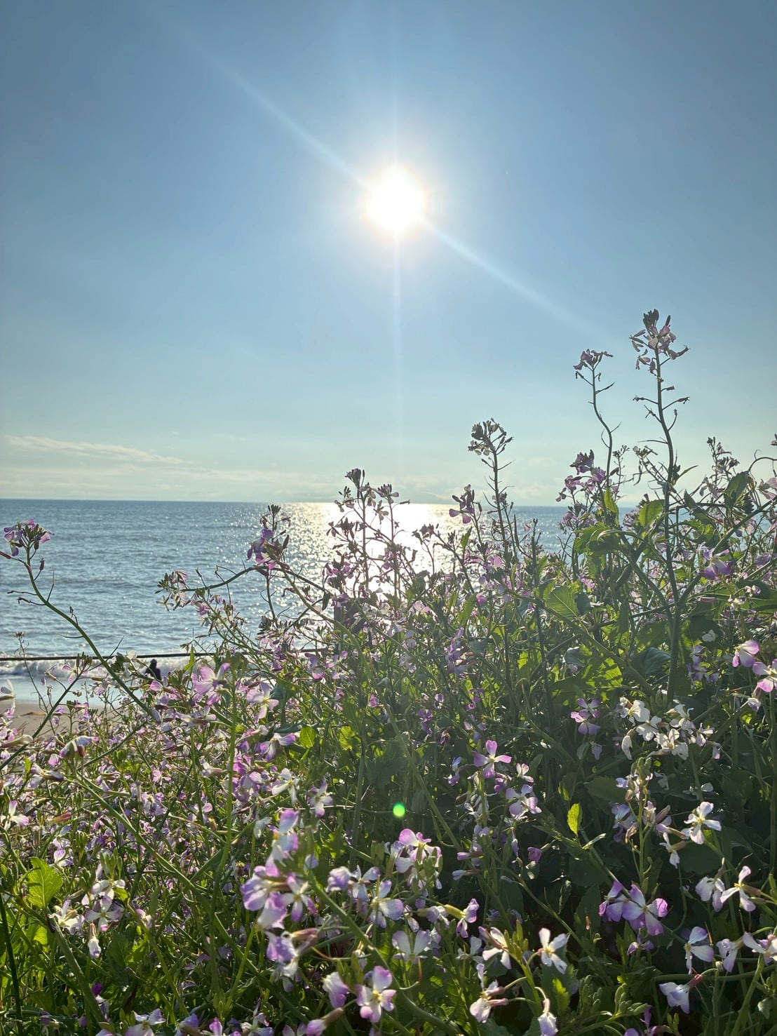 海辺に咲いている草花は力強くワイルド