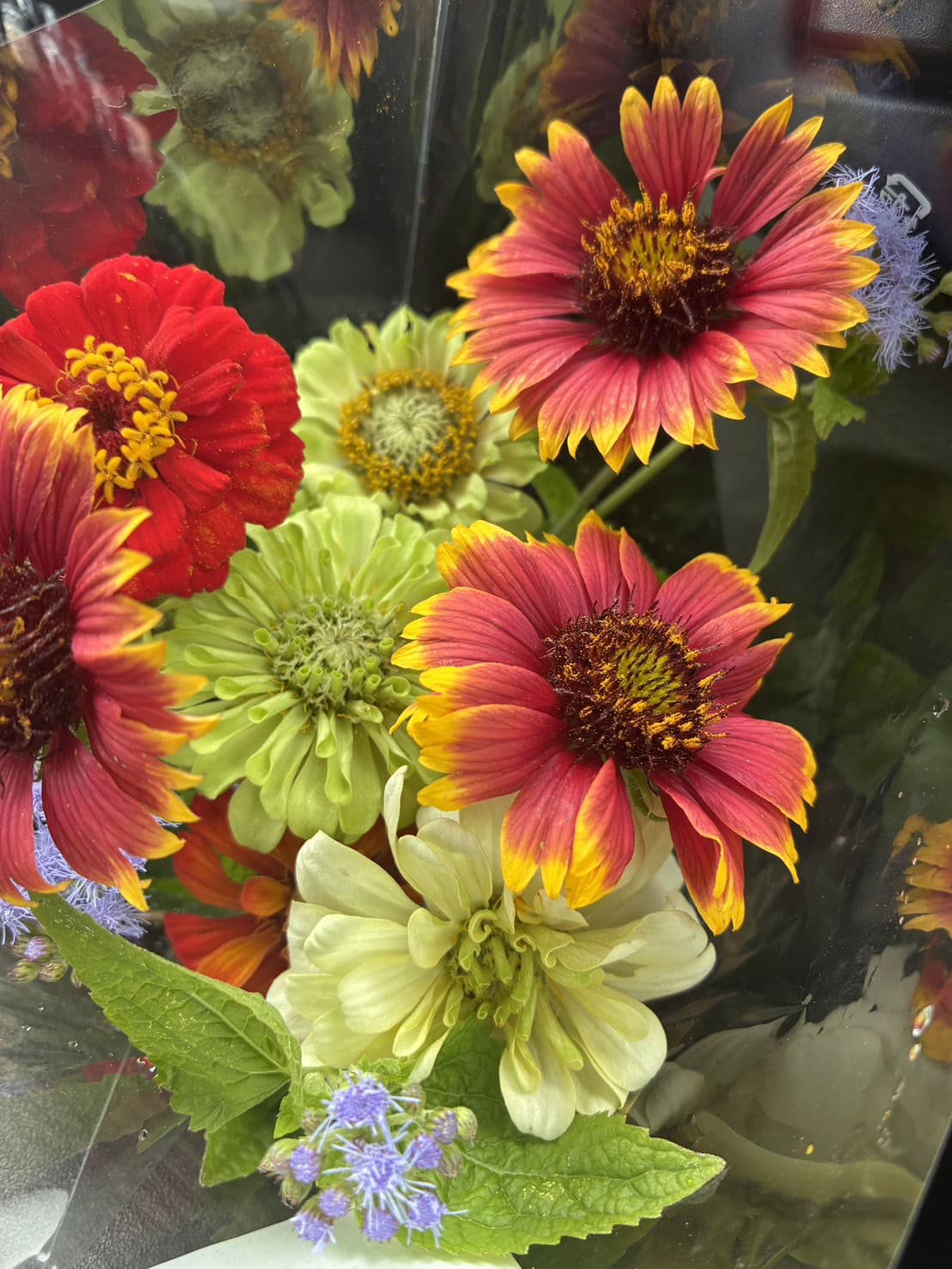 エネルギーを感じる鮮やかな花を選びました