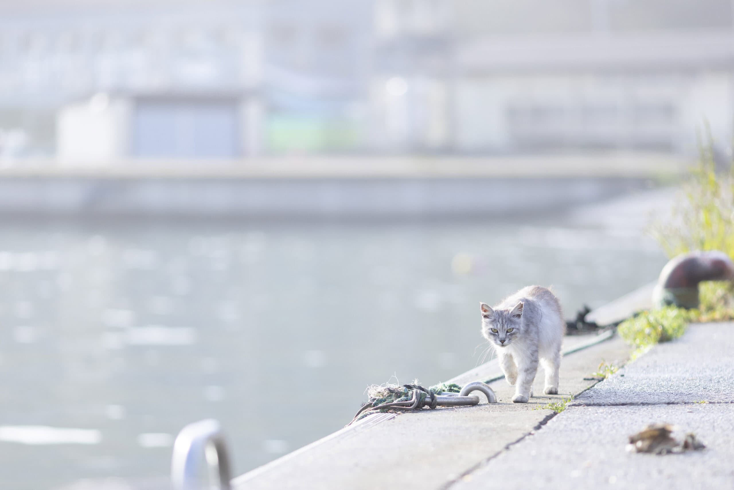 田代島