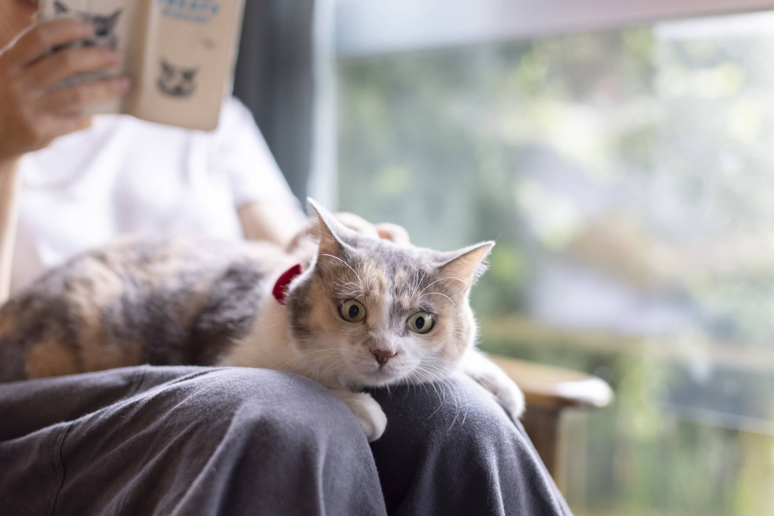 よあけの猫舎