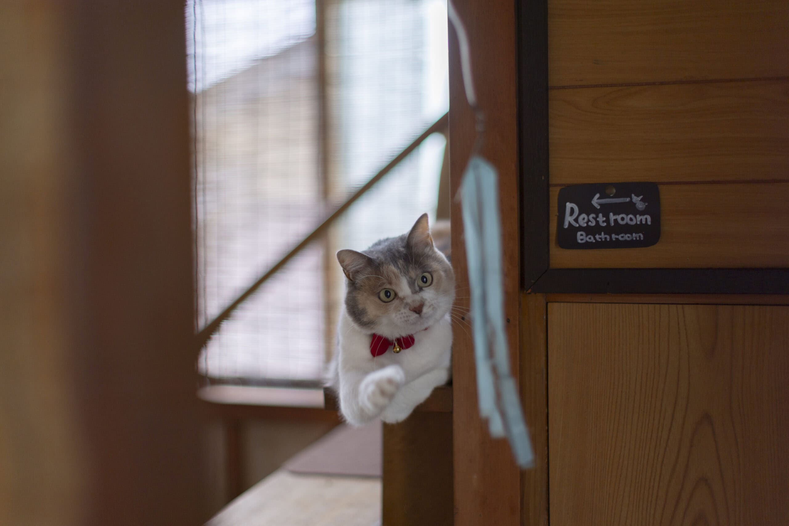 よあけの猫舎