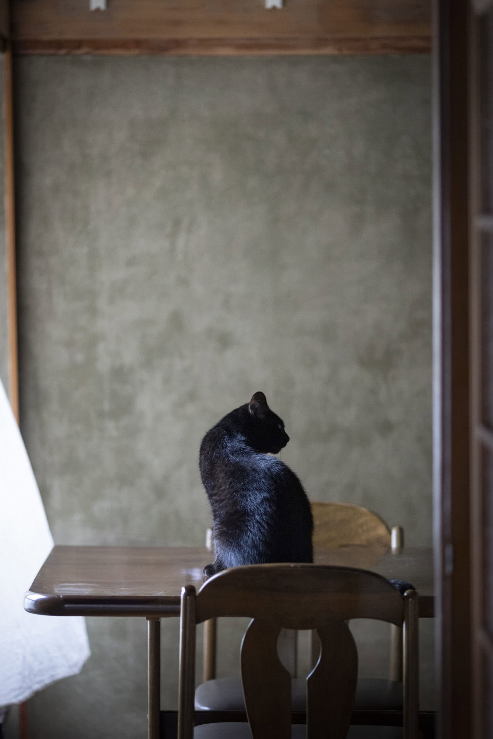 よあけの猫舎