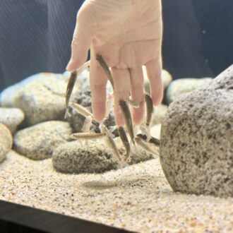 神戸 劇場型アクアリウム「アトア」09