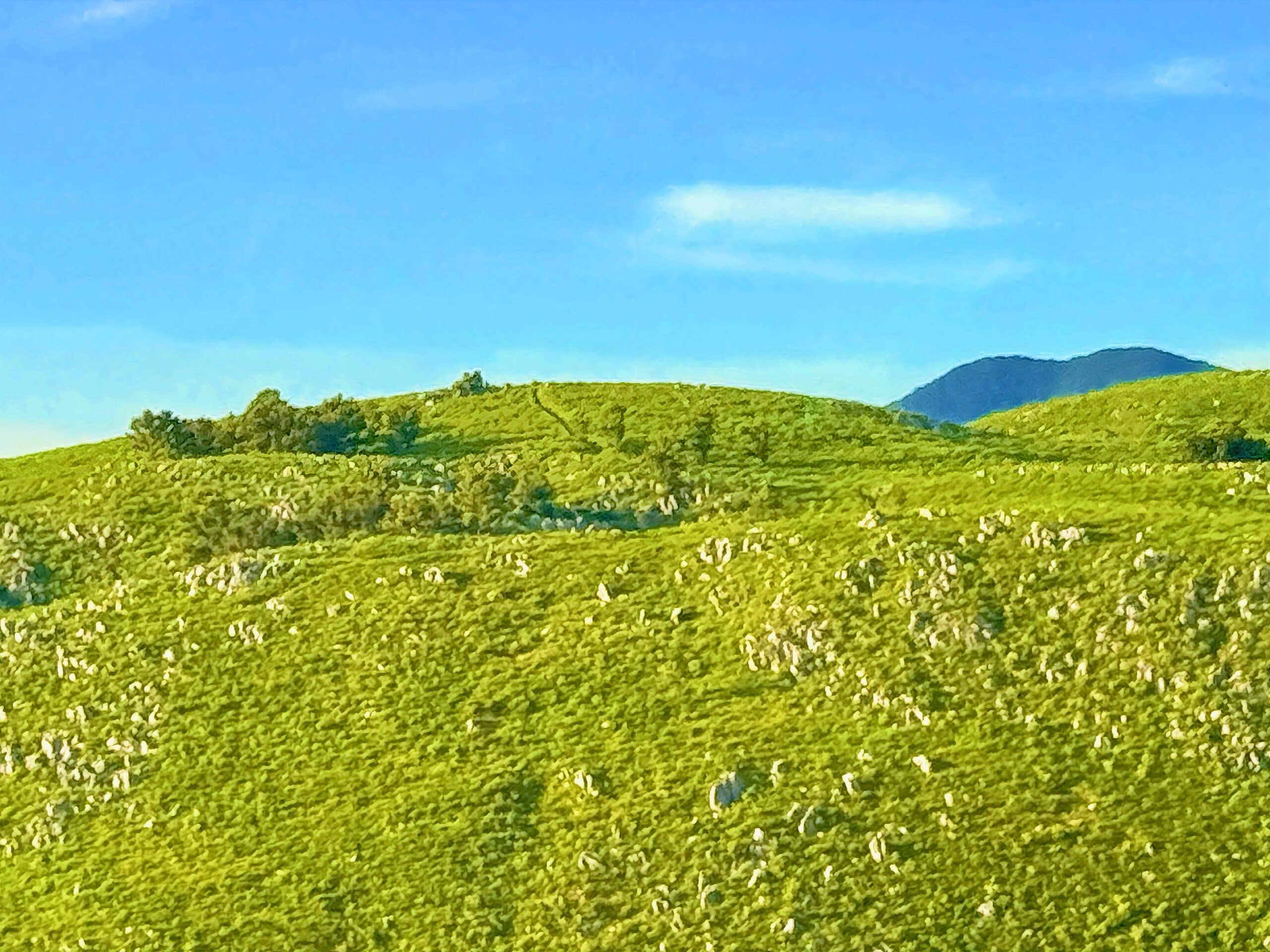 山口県美祢市 秋吉台01
