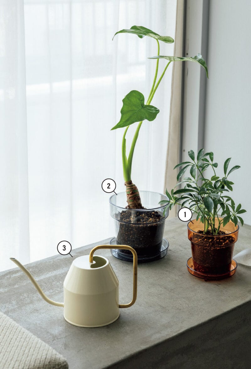 ❶みつまさんイチオシの植木鉢。「クリアカラーの鉢なんて珍しいですよね。陶器製な どと比べて軽やかな印象で、グリーンがよりスタイリッシュに見えます。鉢底の排水穴が 大きく、水はけもバッチリです」。トレイ付植木鉢(クリアアンバー)4号 ¥220 ❷トレイ付植木鉢(クリアグレー)5号 ¥330/❶❷ともにStandard Products ❸出しっぱなしでもおしゃれなじょうろ。ヴァッテンクラッセじょうろ アイボリー/ゴールドカラー ¥999/イケア
